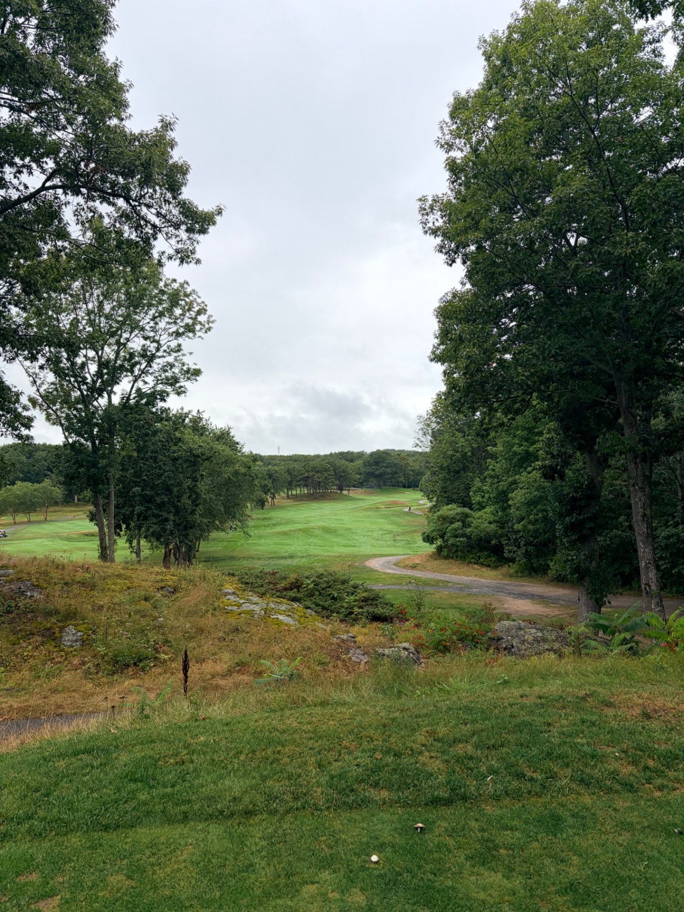 View from an elevated tee at Cape Neddick Country Club across a rocky, fern-covered hollow to a tree-lined fairway